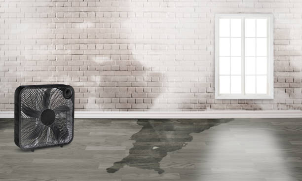 Best Professional water damage repair  in Zillah, WA
